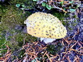 [ PIX6 ]